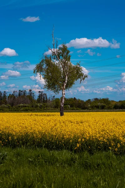 Вертикальный Снимок Дерева Поле Желтых Цветов — стоковое фото