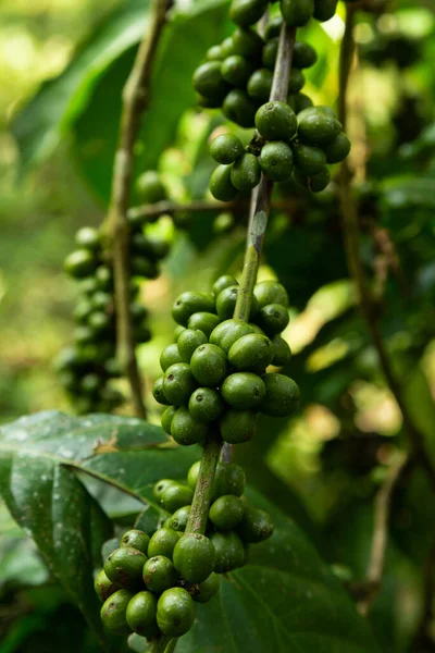 Coffee Plant Hangs Full Unripe Coffee Cherries India — Stock Photo, Image
