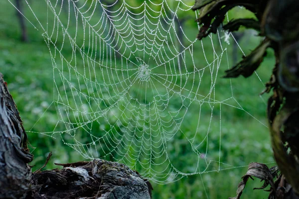 Spinnennetz Mit Tauwassertropfen Zwischen Reben Einem Weinberg — Stockfoto