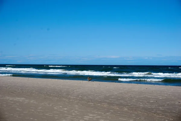 Красивий Вид Пляж Під Блакитним Небом Сонячний День — стокове фото
