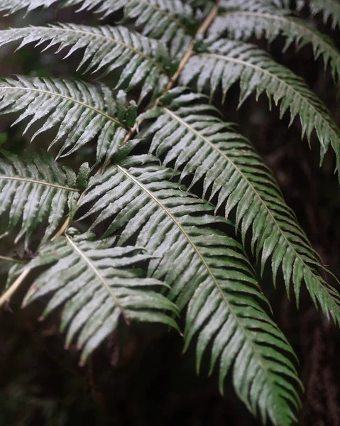 Een Verticaal Close Shot Van Varens Loof Een Boom — Stockfoto