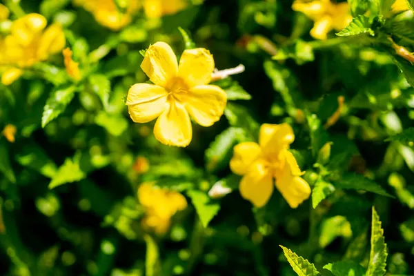 Крупный План Цветущих Желтых Цветов Дамианы — стоковое фото