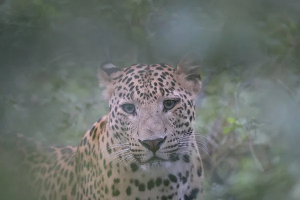 Primo Piano Leopardo Predatore Una Giungla — Foto Stock