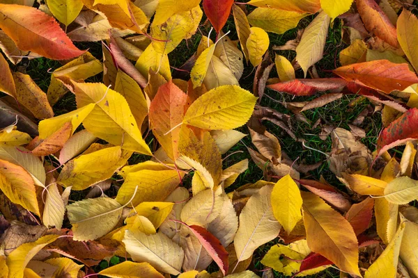 Folhas Outono Amarelas Vermelhas Deitadas Prado Vista Cima Textura Muitas — Fotografia de Stock