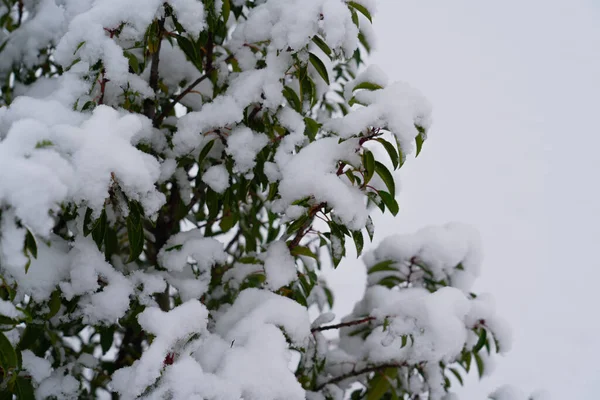 几乎没有叶子的灌木被雪覆盖 冬季开始和降雪的概念 — 图库照片