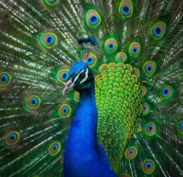 Belo Pavão Com Uma Cauda Colorida Aberta — Fotografia de Stock