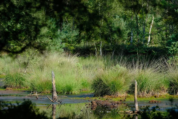 Een Prachtig Shot Van Een Meer Met Groene Planten — Stockfoto