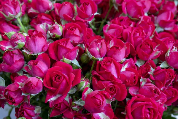 一朵绽放的粉红玫瑰的特写 — 图库照片