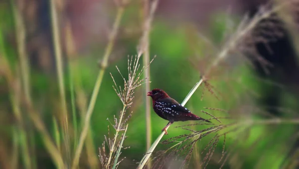 Primo Piano Uccello Avadavat Rosso Appollaiato Una Pianta — Foto Stock