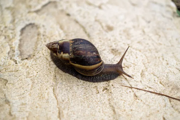 一只蜗牛沿着草地旁边的小径爬行的特写镜头 — 图库照片