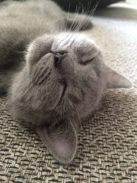 Primer Plano Lindo Gato Gris Acostado Sonriendo Con Los Ojos —  Fotos de Stock