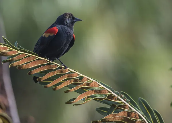 Eine Großartige Nahaufnahme Eines Schönen Schwarzen Vogels — Stockfoto