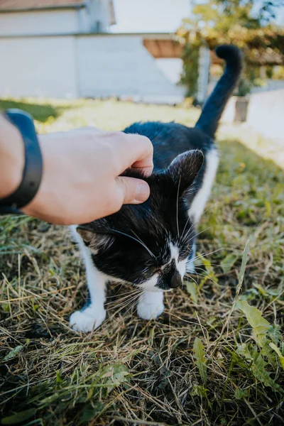 Joven Gato Blanco Negro Siendo Tocado Cabeza Por Dueño — Foto de Stock