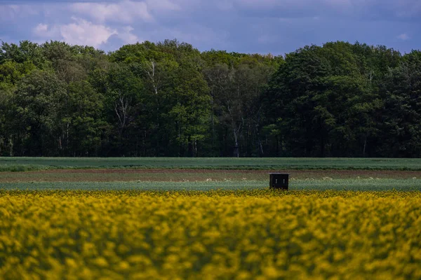 Прекрасний Вид Поле Жовтих Квітів — стокове фото