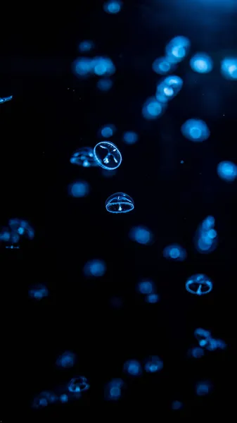水族馆里五彩缤纷的水母垂直拍摄的照片 — 图库照片