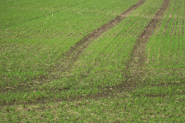 Tractor Tracks Een Veld Voor Landbouw Veld Met Kleine Groene — Stockfoto