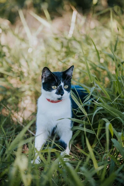 Eine Süße Schwarz Weiße Katze Mit Rotem Halsband Auf Dem — Stockfoto
