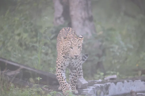 Leopardo Predador Numa Selva — Fotografia de Stock