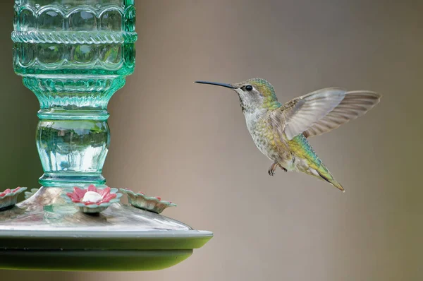 Primer Plano Colibrí Volando Para Comer Del Comedero — Foto de Stock