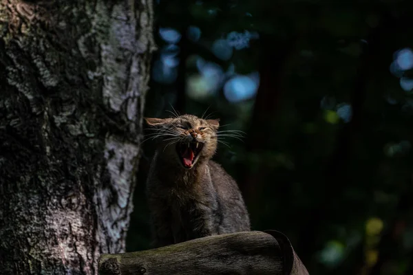 Ağaçtaki Gri Şirin Bir Kedinin Yakın Plan Fotoğrafı — Stok fotoğraf