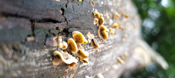 Μια Μακρο Φωτογραφία Μύκητα Κορμό Δέντρου Στο Δάσος Κατά Διάρκεια — Φωτογραφία Αρχείου