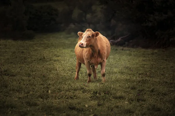 Foco Raso Uma Vaca Pasto — Fotografia de Stock