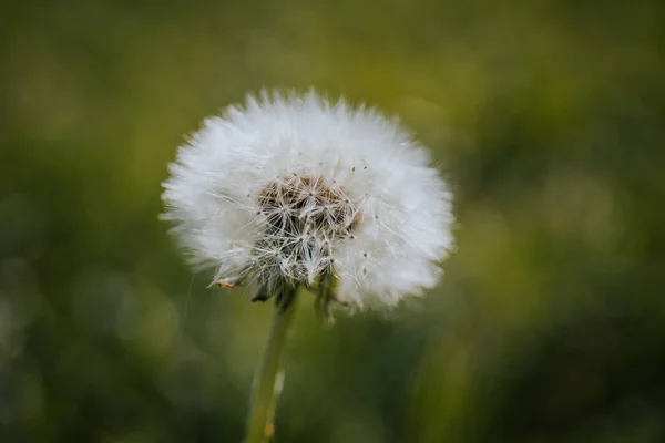 背景がぼやけているタンポポの開花植物の種の選択的な焦点 — ストック写真