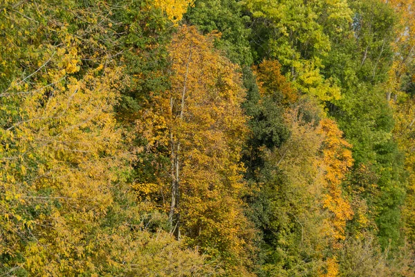 Δέντρα Κορυφές Ένα Πυκνό Φυλλοβόλο Δάσος Φθινόπωρο Κίτρινα Πράσινα Και — Φωτογραφία Αρχείου