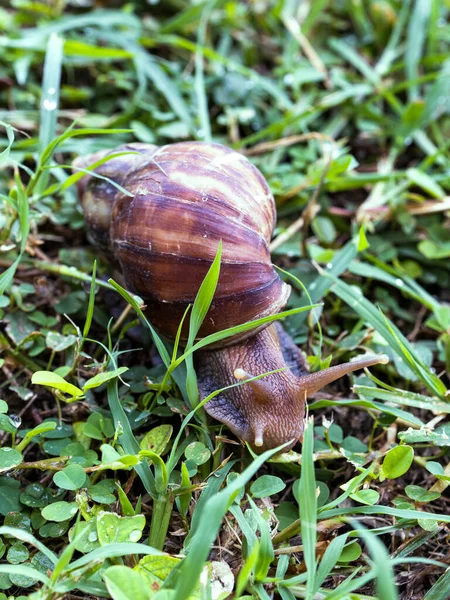 Vertical Shot Snail Crawling Green Grass — Stock Photo, Image