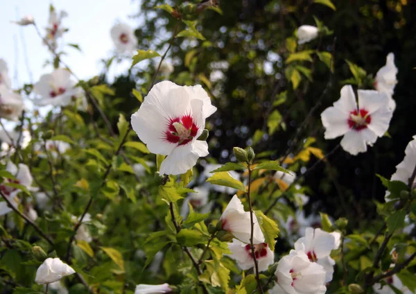 Eine Nahaufnahme Weißer Blumen Einem Garten Sonnenlicht — Stockfoto