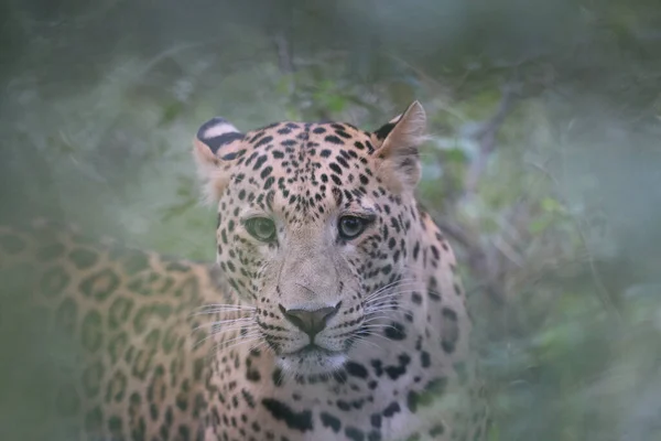 Leopardo Predador Numa Selva — Fotografia de Stock