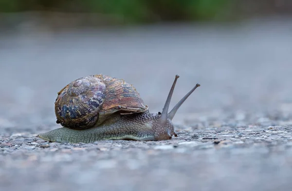 Snail Moving Slowly Gray Asphalt — Stock Photo, Image