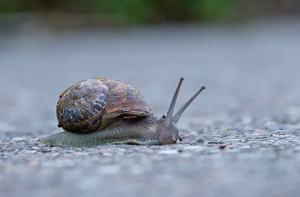 Caracol Moviéndose Lentamente Sobre Asfalto Gris — Foto de Stock