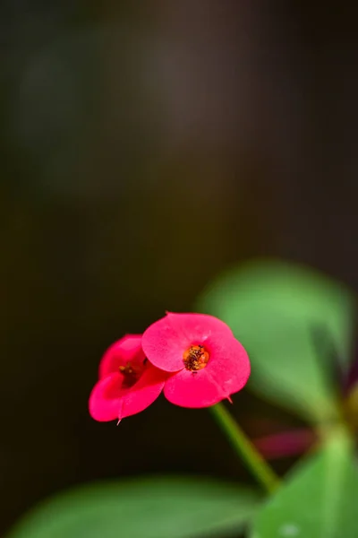 Eine Vertikale Aufnahme Einer Euphorbia Milii Blume — Stockfoto