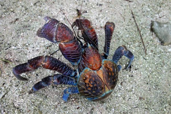 A closeup shot of a Coconut crab (Birgus latro, robber crab or palm thief)