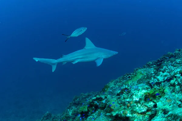 水中に小さな魚を持つハンマーヘッドサメ — ストック写真