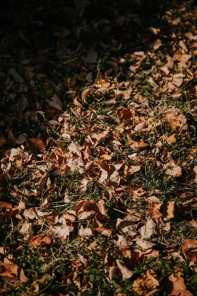 Μια Φυσική Άποψη Των Φθινοπωρινών Φύλλων Έπεσε Στο Έδαφος Ένα — Φωτογραφία Αρχείου
