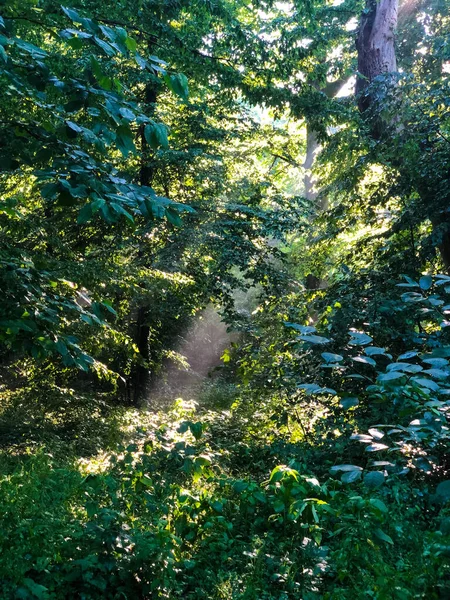 Solstrålarna Skiner Genom Förtrollande Skog Gryningen — Stockfoto