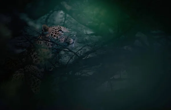 Leopardo Predador Numa Selva — Fotografia de Stock