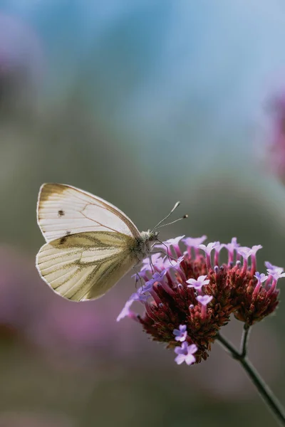 Tiro Vertical Uma Grande Borboleta Branca Pieris Brassicae Sentado Uma — Fotografia de Stock