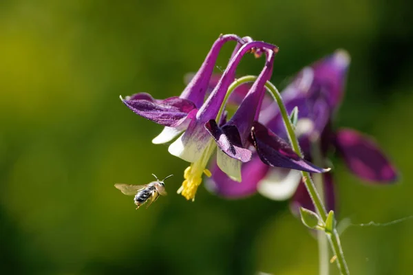 Неглубокий Фокус Малинового Цветка Колумба Пчелы Летящей Над Ним Опыляющей — стоковое фото
