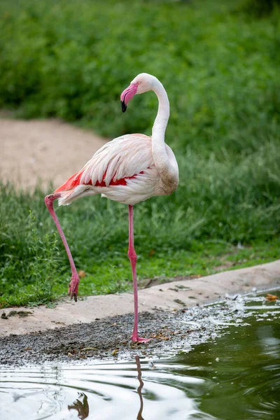 Egy Gyönyörű Flamingó Természet Hátterében — Stock Fotó