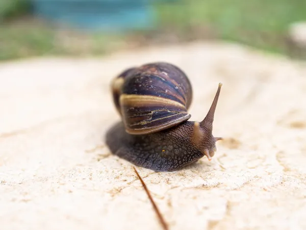 Tiro Perto Caracol Rastejando Longo Caminho Lado Grama — Fotografia de Stock