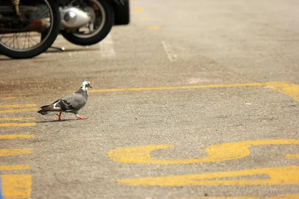 通りを鳩が歩いている — ストック写真
