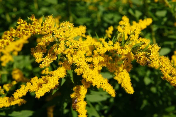 Una Bella Foto Giardino Pieno Fiori Gialli Sotto Luce Del — Foto Stock