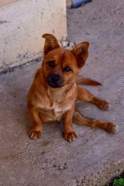 地面に座っている可愛い生姜子犬 — ストック写真