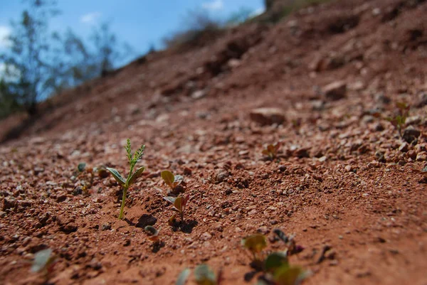 Enfoque Selectivo Del Cultivo Pequeñas Plantas Paisaje Rural Descuidado — Foto de Stock