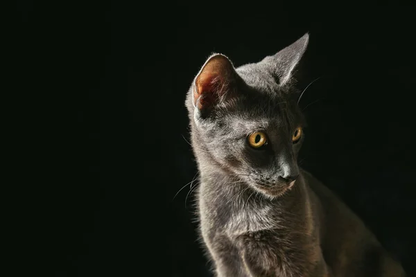 Portrét Půvabné Šedé Kočky Zírající Dálky Zvědavým Pohledem Černém Pozadí — Stock fotografie