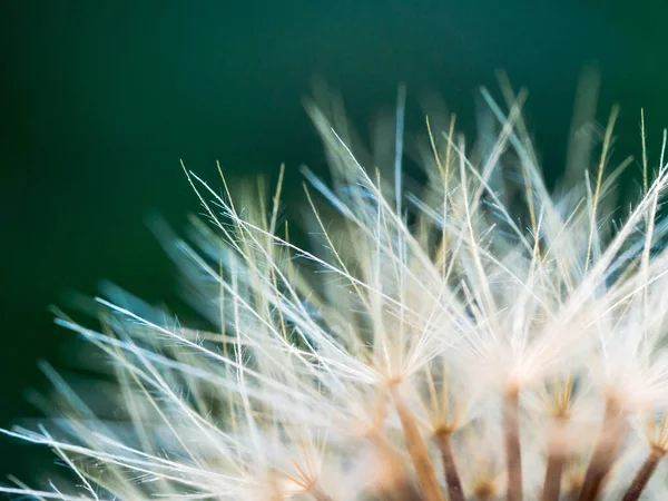 Sebuah Gambar Close Dari Tanaman Dandelion — Stok Foto