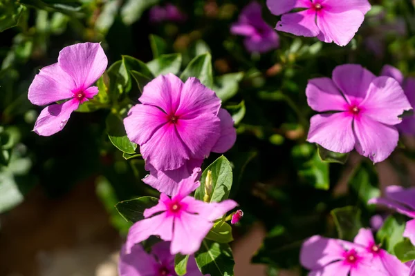 Gros Plan Fleurs Roses Catharanthus Fleurs — Photo